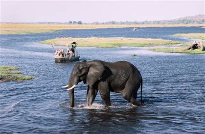 botswana-elefanti